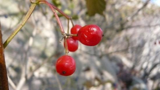 Qingdao Botanical Garden